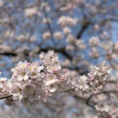 茨城県のお花見スポット10選(最寄り駅付き・補足情報・観光スポット)