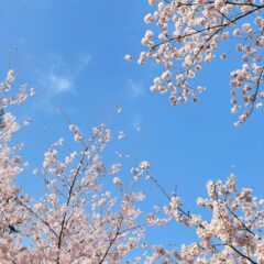 東京都内のお花見スポット10選(最寄り駅付き・補足情報)